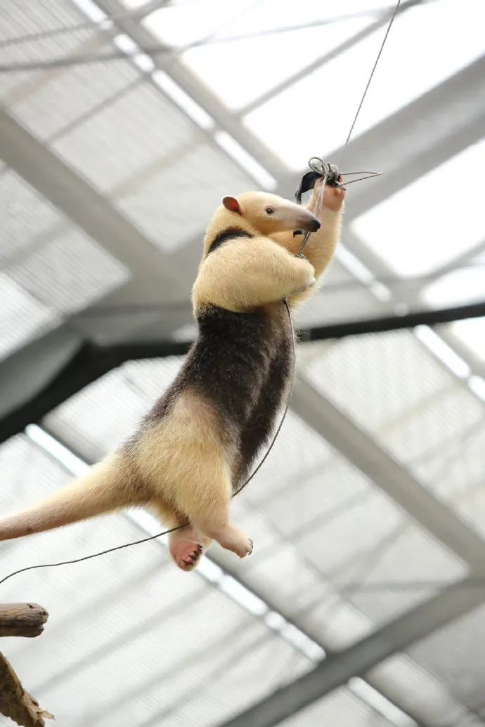 小食蚁兽好可爱!背带裤天使__财经头条