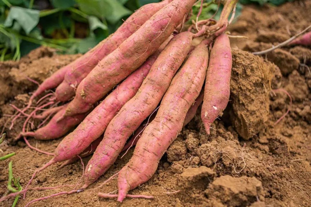 90后女主播成了"小泥人"?__财经头条