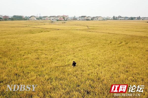 洞庭稻浪迎丰年，一望无际的金色稻田就是这么“炫”休闲区蓝鸢梦想 - Www.slyday.coM