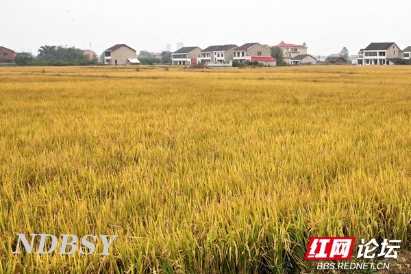 洞庭稻浪迎丰年，一望无际的金色稻田就是这么“炫”休闲区蓝鸢梦想 - Www.slyday.coM