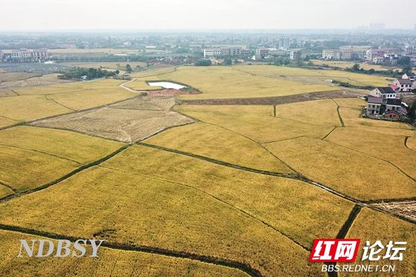 洞庭稻浪迎丰年，一望无际的金色稻田就是这么“炫”休闲区蓝鸢梦想 - Www.slyday.coM