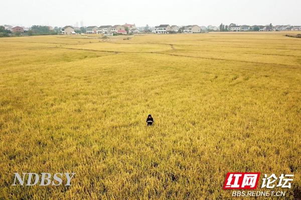 洞庭稻浪迎丰年，一望无际的金色稻田就是这么“炫”休闲区蓝鸢梦想 - Www.slyday.coM