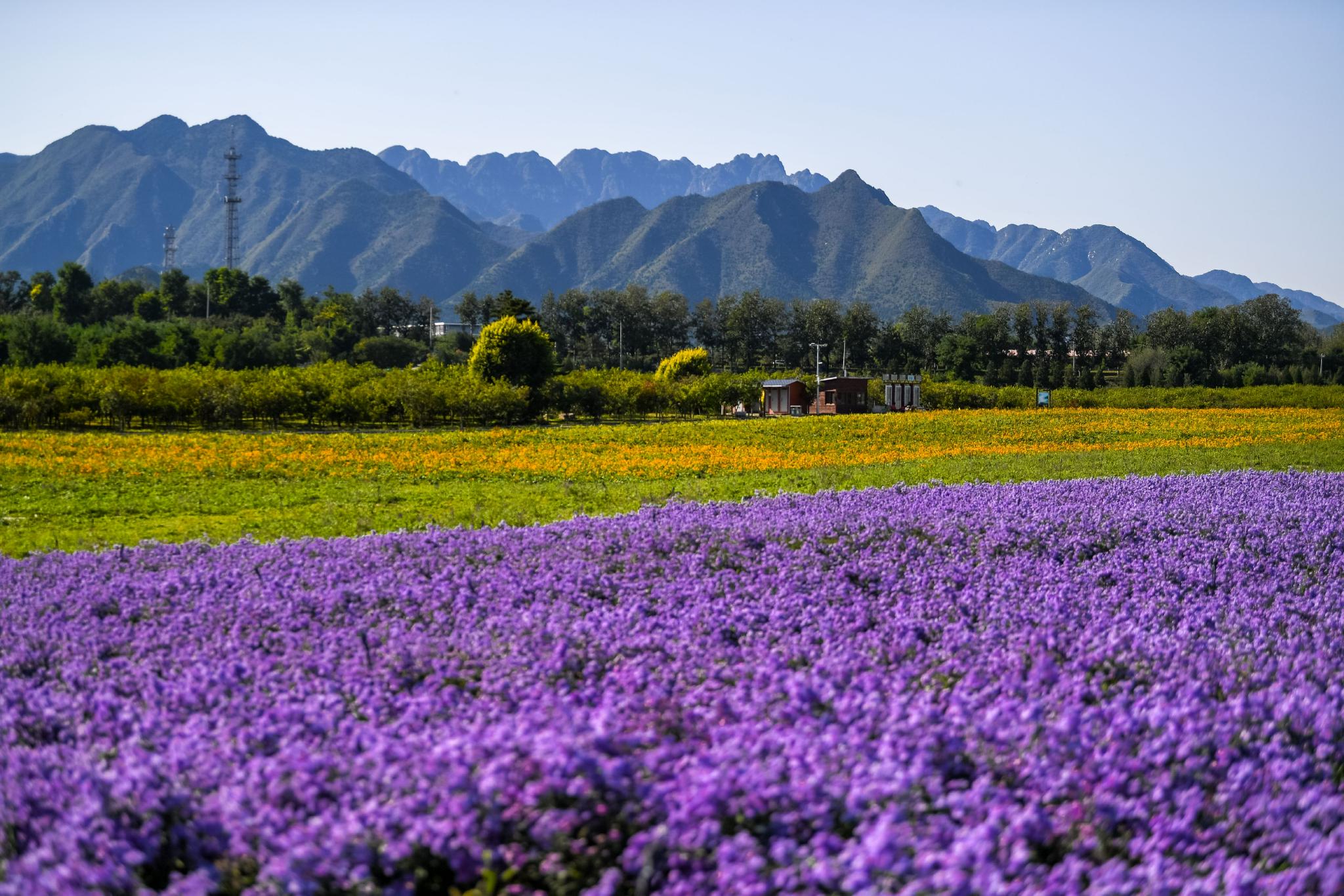 北京七孔桥紫色花海。图/IC photo