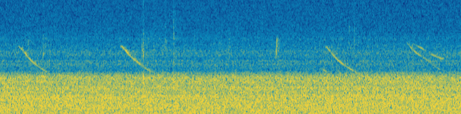 中华攀雀的叫声转为频谱后的可视化声纹图。受访者供图