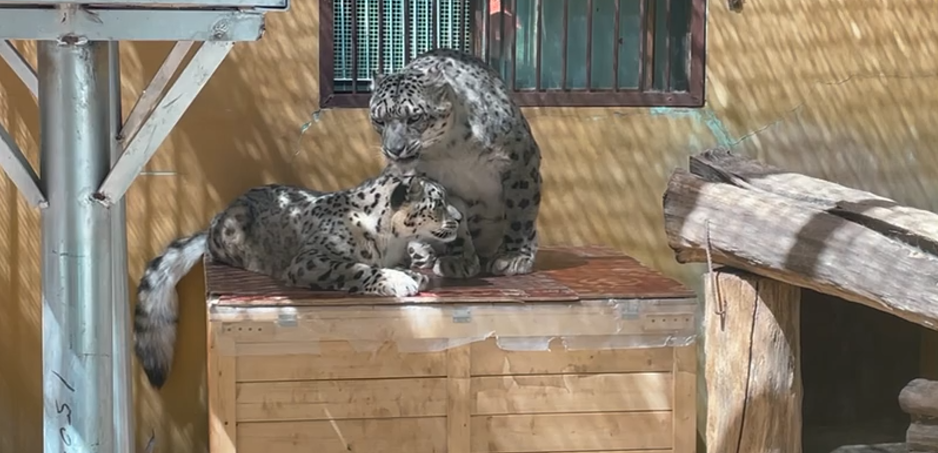 那个“靠可爱吃饭”的小网红，离开我们了。休闲区蓝鸢梦想 - Www.slyday.coM