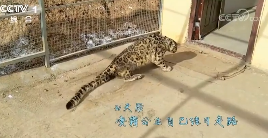 那个“靠可爱吃饭”的小网红，离开我们了。休闲区蓝鸢梦想 - Www.slyday.coM