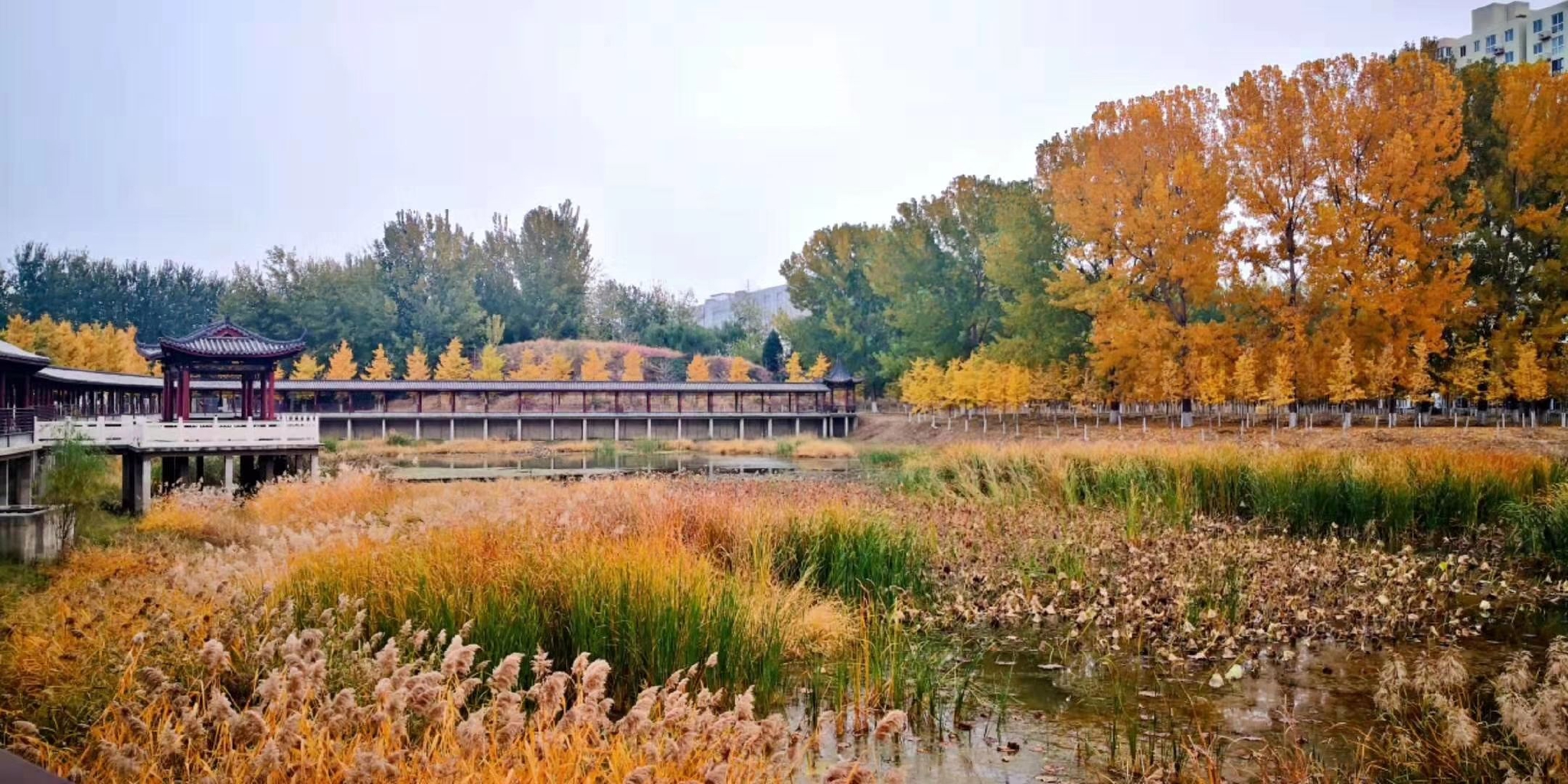 平原造林31万亩 大兴十年树木已成风景|杨树_新浪新闻