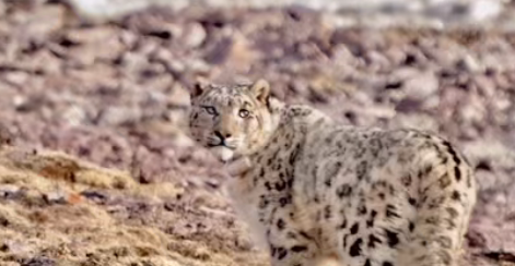 那个“靠可爱吃饭”的小网红，离开我们了。休闲区蓝鸢梦想 - Www.slyday.coM