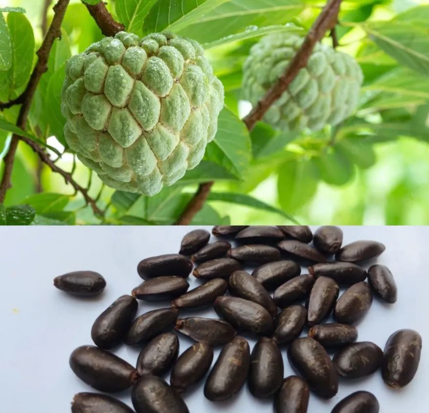 在露台养盆栽番荔枝,选个合适品种,做好几点就能不断挂果|番荔枝|盆栽|土壤_新浪新闻