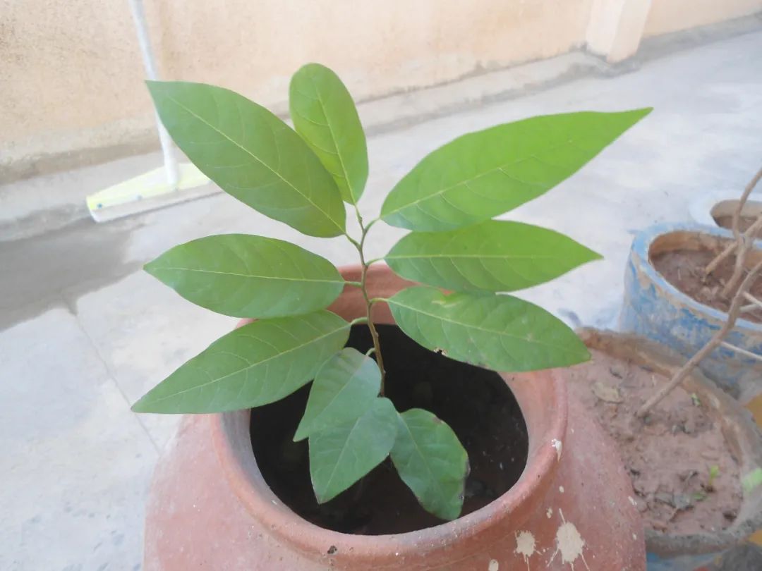 在露台养盆栽番荔枝,选个合适品种,做好几点就能不断挂果|番荔枝|盆栽|土壤_新浪新闻