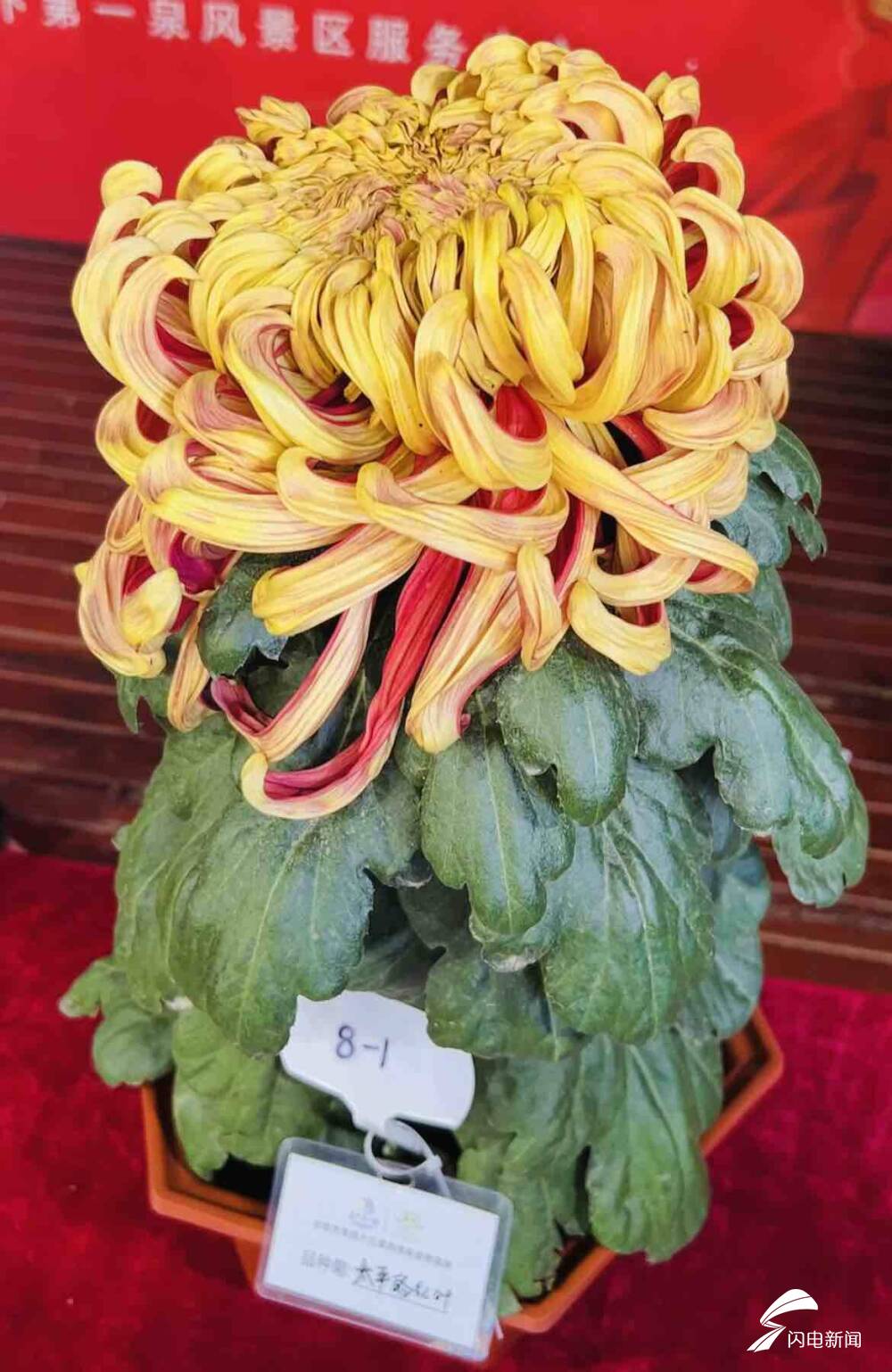 10万余盆菊花斗艳！第43届趵突泉金秋菊展开幕