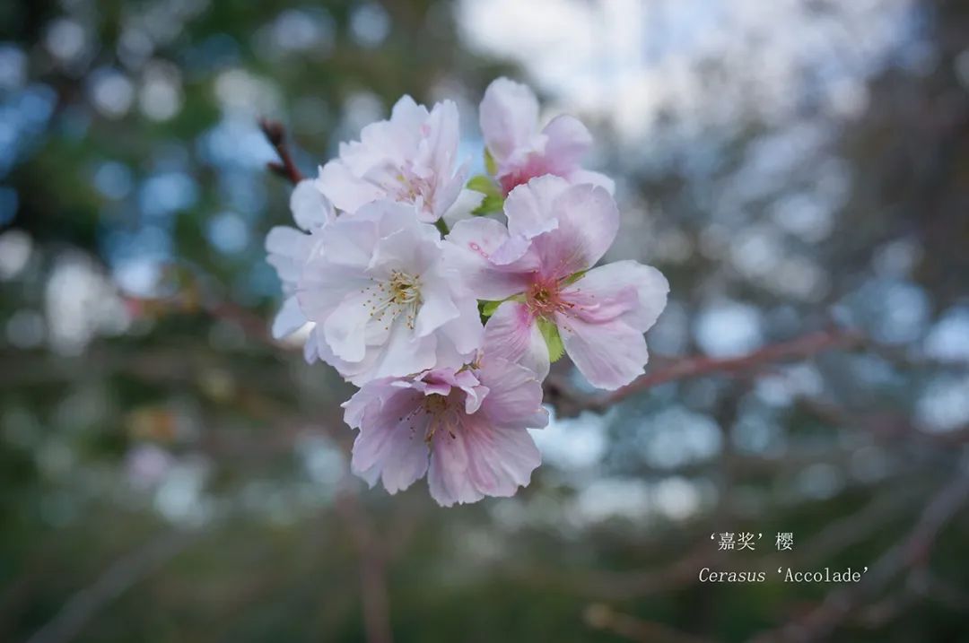 雨水有消息了！秋高气爽还能持续多久？最近上海还能赏樱花？休闲区蓝鸢梦想 - Www.slyday.coM