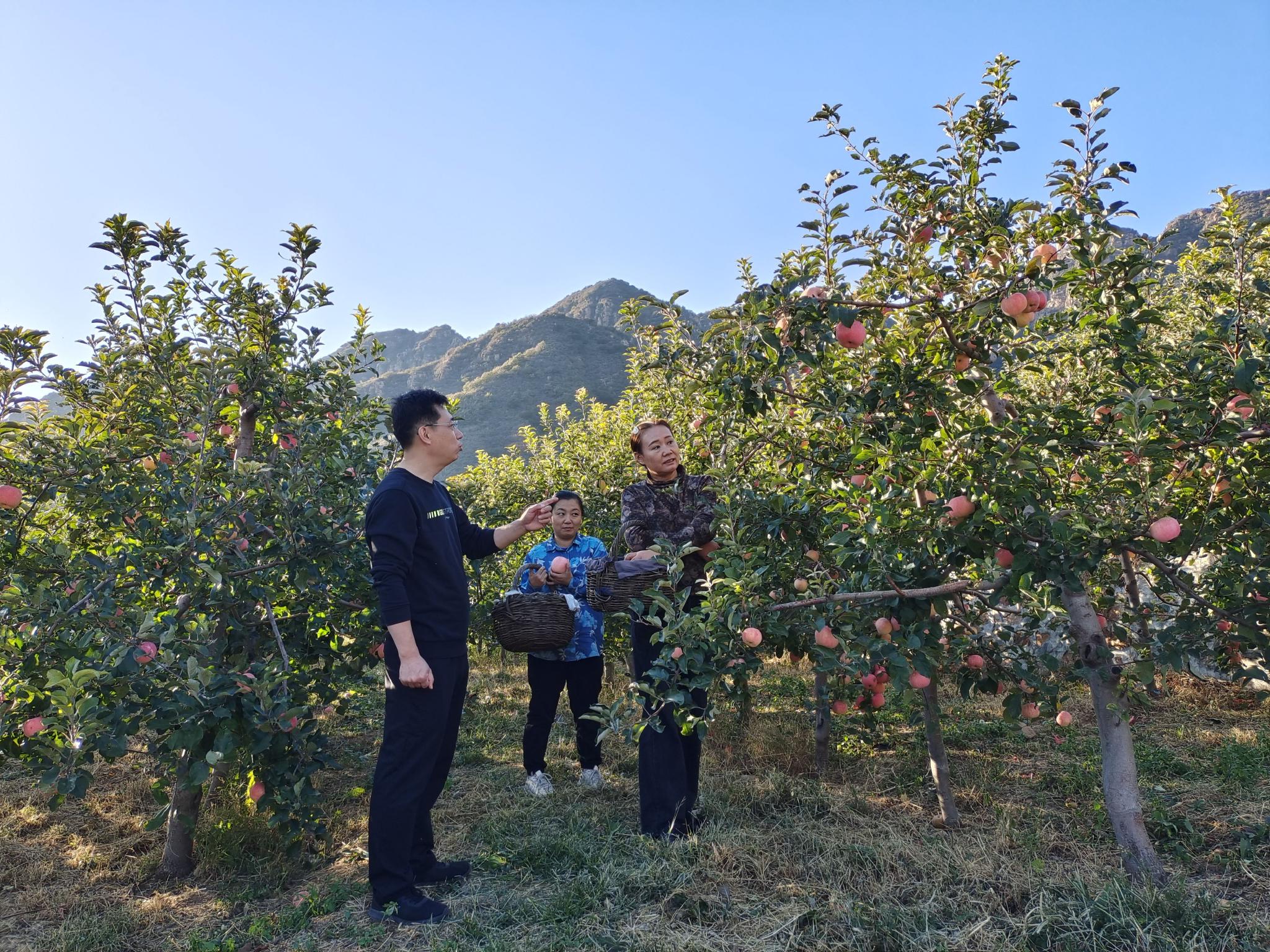 以前这里的苹果由于山地土层薄,随着连年种植,地力不断下降,加之缺少