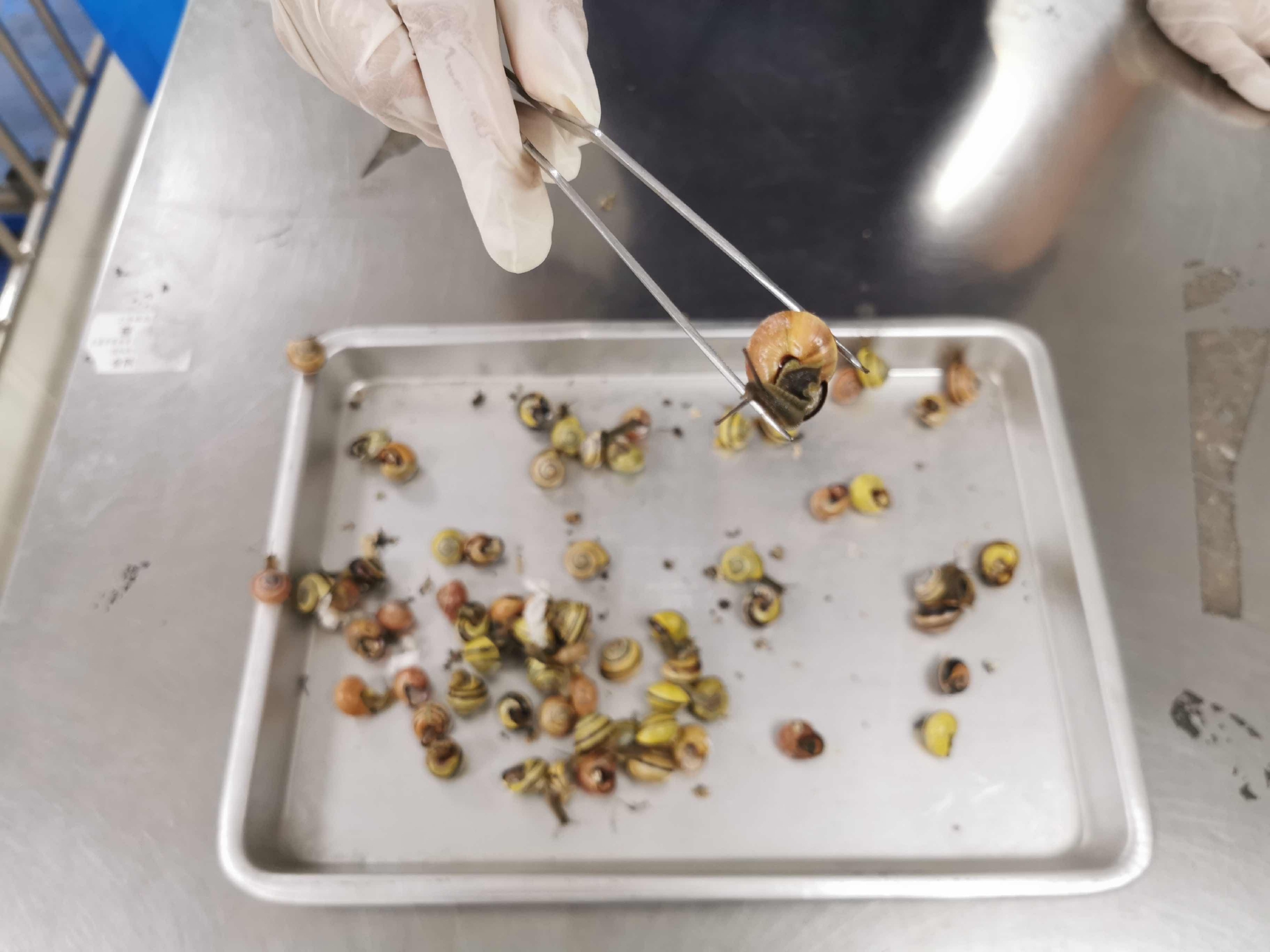 在申报为纪念品的邮件中，上海海关截获62只活体森林葱蜗牛休闲区蓝鸢梦想 - Www.slyday.coM