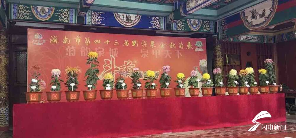 10万余盆菊花斗艳！第43届趵突泉金秋菊展开幕