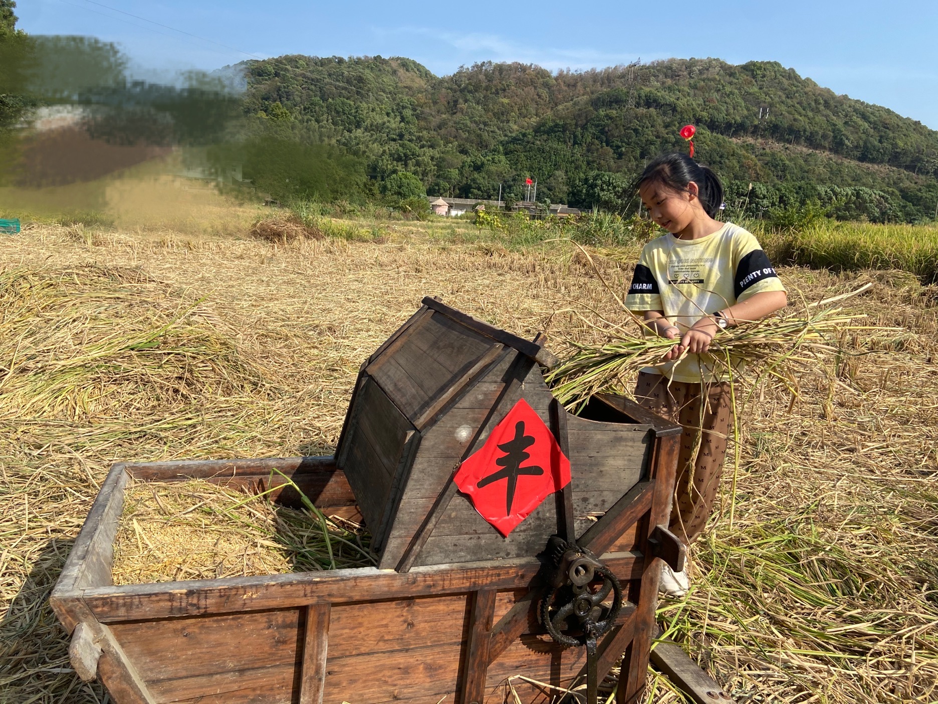 传承农耕文化 共享丰收之乐——鹤湖学校开展学生水稻收割体验活动|水稻_新浪新闻