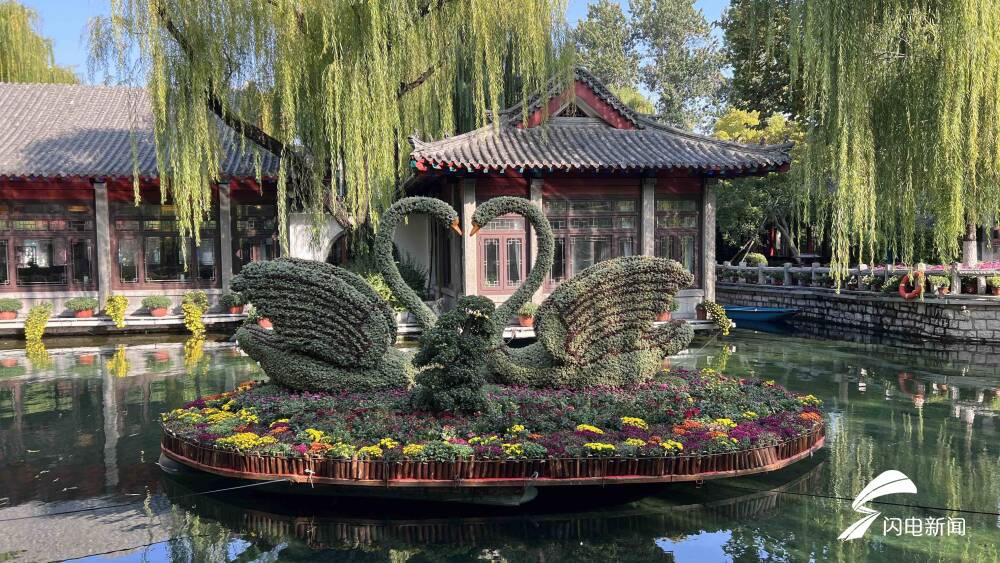 10万余盆菊花斗艳！第43届趵突泉金秋菊展开幕