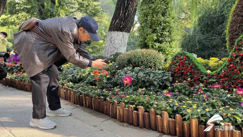 10万余盆菊花斗艳！第43届趵突泉金秋菊展开幕