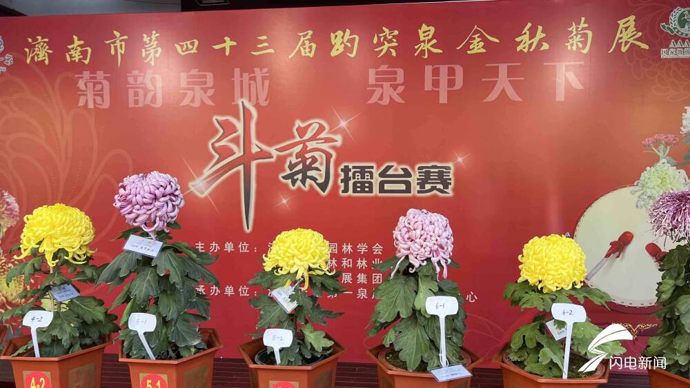 10万余盆菊花斗艳！第43届趵突泉金秋菊展开幕