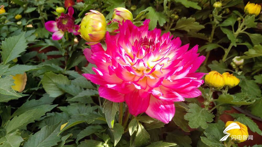 10万余盆菊花斗艳！第43届趵突泉金秋菊展开幕