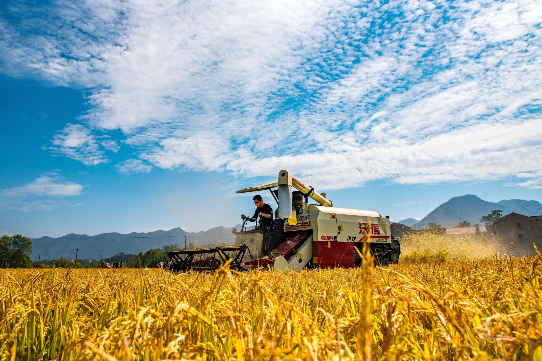 大湖之南丨组图:秋粮熟 品味收获的喜悦|湖南省|农民|大地_新浪新闻