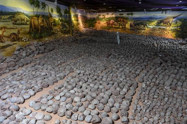 广东河源恐龙博物馆馆藏恐龙蛋化石超2万枚