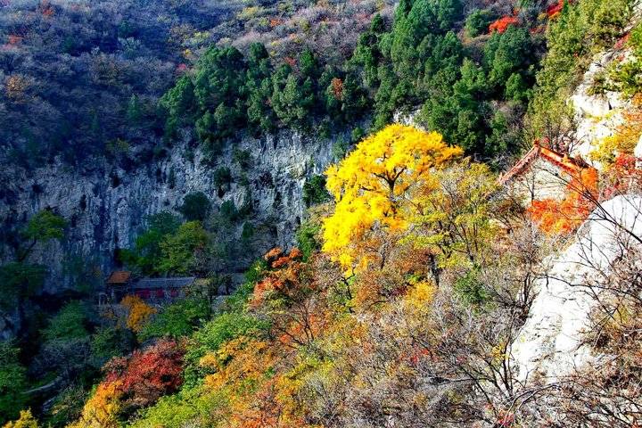 (拍摄于淄博博山白石洞风景区五彩斑斓俏佳人霜降叶黄染秋色一树一叶