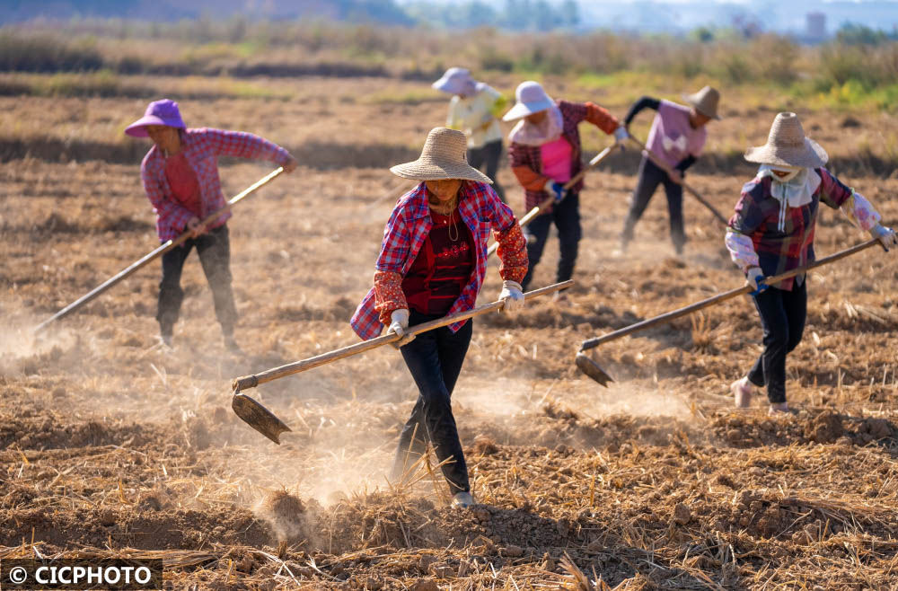 金秋十月农事忙|农民|无人机|收割机_新浪新闻