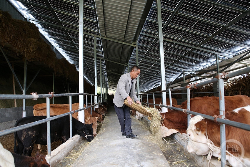 光伏养牛助推乡村振兴