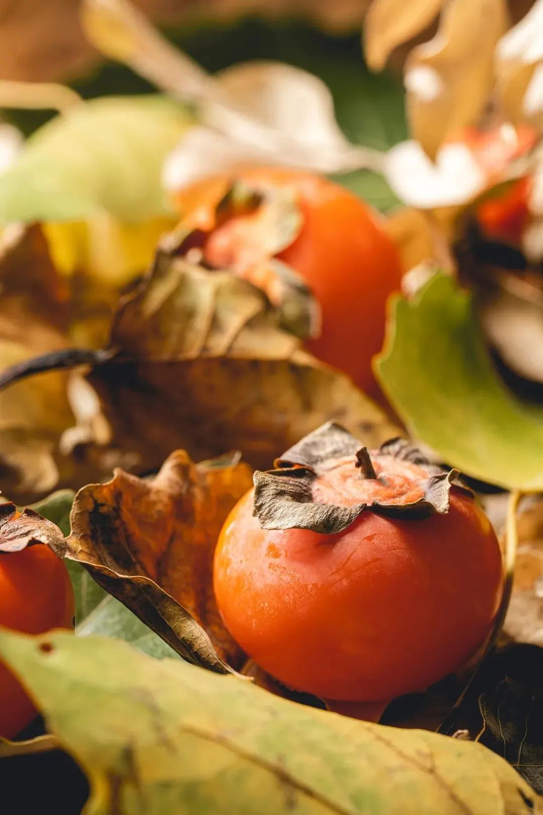 陕西人的秋天，到底有多少“诱惑”休闲区蓝鸢梦想 - Www.slyday.coM