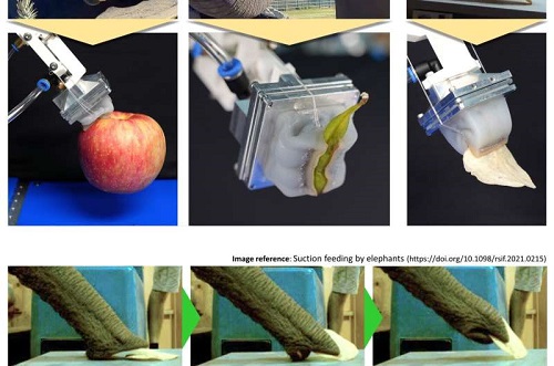 抓手抓取各种尺寸和形状的物体（上），象鼻和抓手抓薯片的比较（下）。图片来源：韩国机械材料研究所