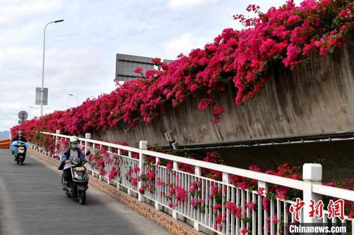 福州:三角梅绽放扮靓立交桥|立交桥|福州市_新浪新闻