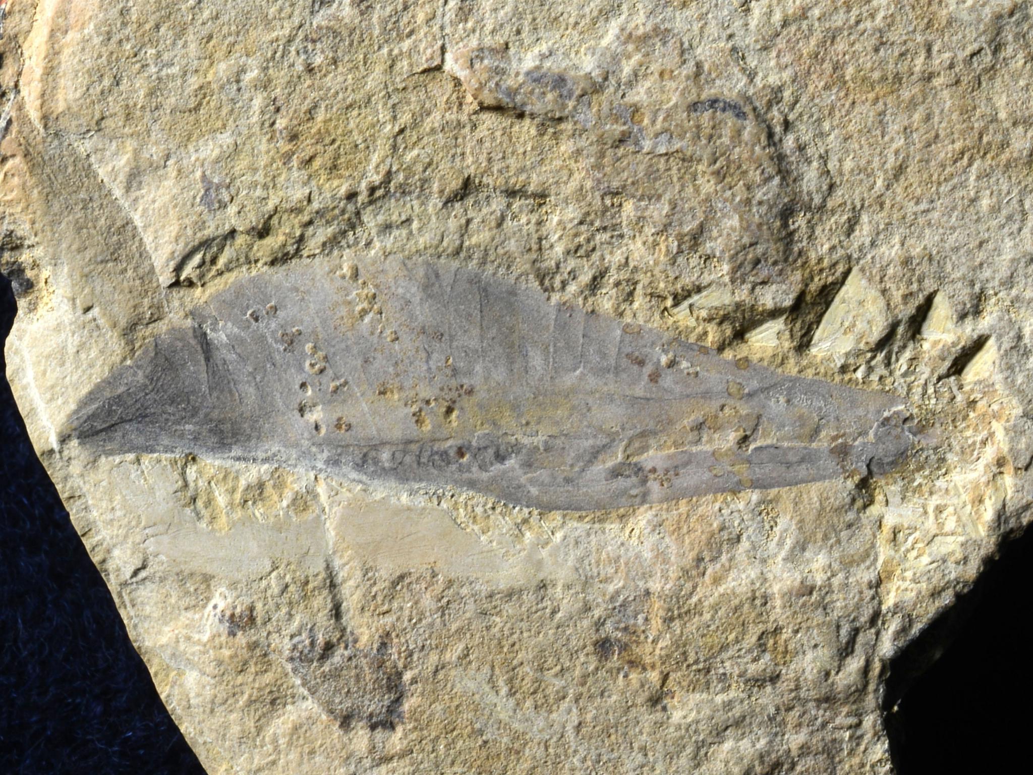 化石密语丨5亿多年前的怪物世界 - 知乎
