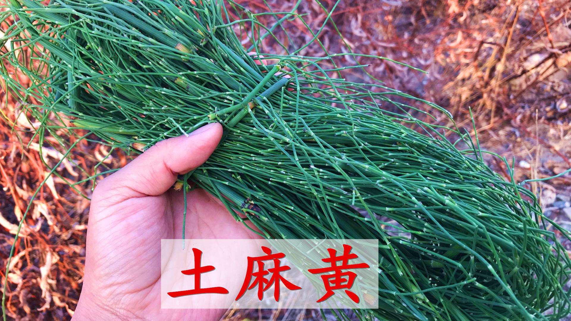农村山中的野草,根深入土中探黄金,有人叫它问荆草,作用可大了|节节草|可大|野草_新浪新闻