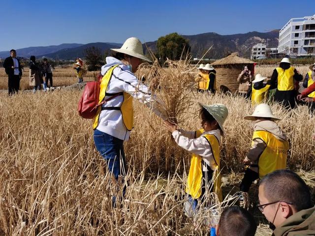 来稻田公园感受丰收喜悦