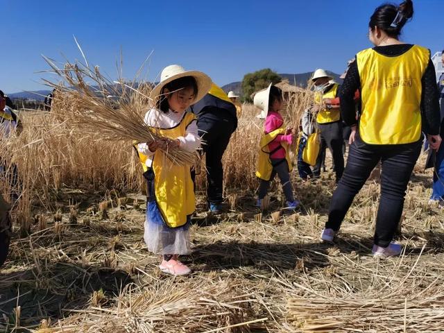 来稻田公园感受丰收喜悦