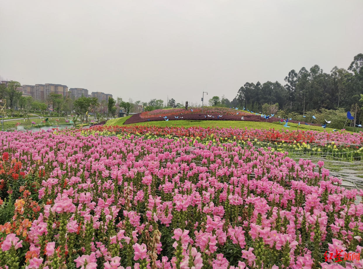 第五届天府芙蓉花节今日开幕,成都多个公园可赏芙蓉|成都市|植物园