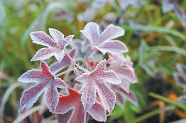 古人对结霜是怎么描述的？他们的观察很独特休闲区蓝鸢梦想 - Www.slyday.coM