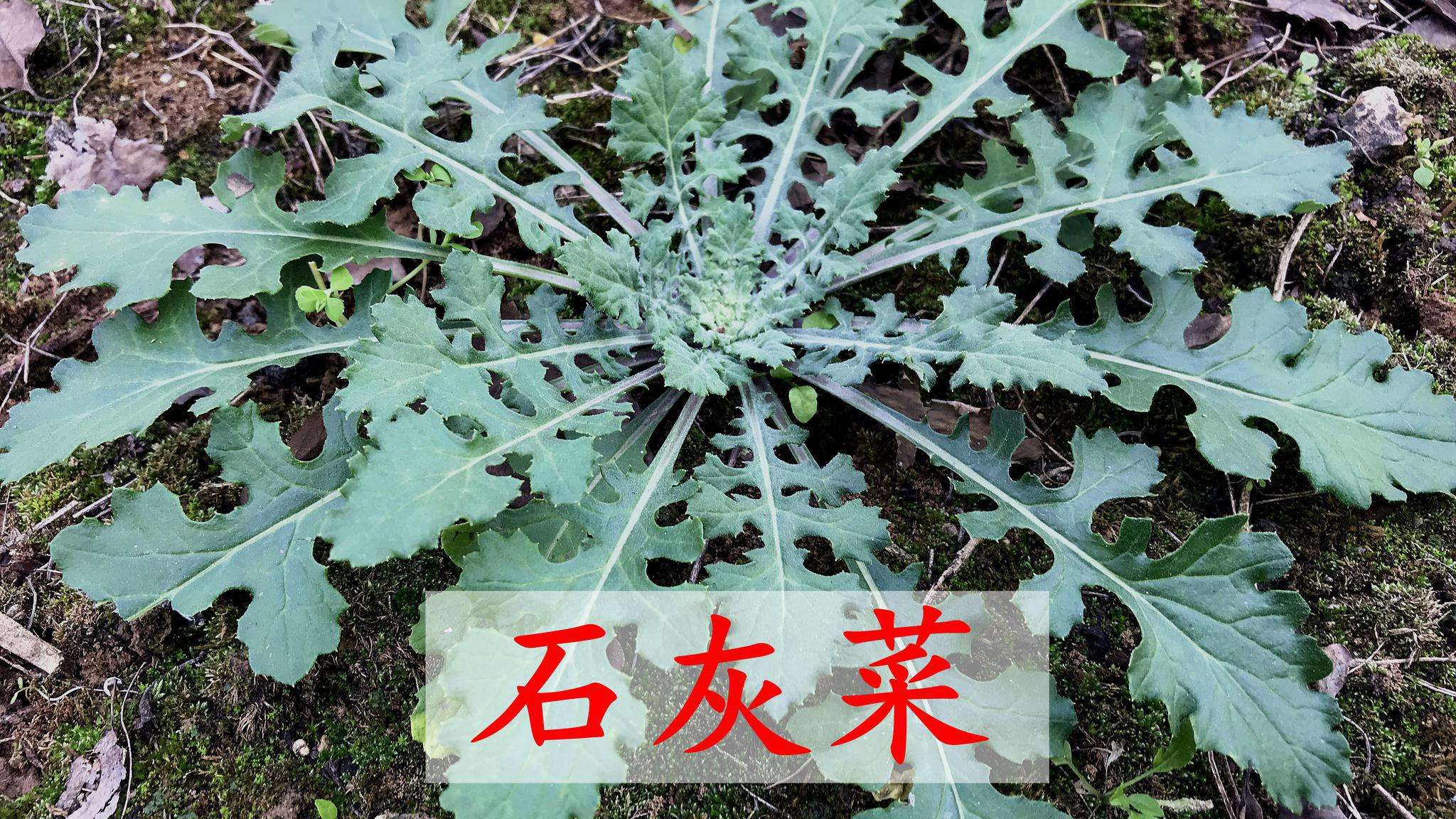 农村随处可见的泥胡菜,有3大厉害的妙用,你家或许有,认识吗?