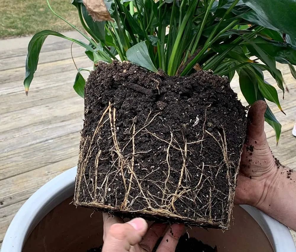盆土里有蚯蚓弊大于利看看有蚯蚓的盆栽根系长啥样就知道了