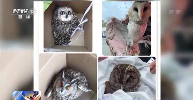 国家一级保护动物黑鹳受伤 四川彭州警民携手救助休闲区蓝鸢梦想 - Www.slyday.coM