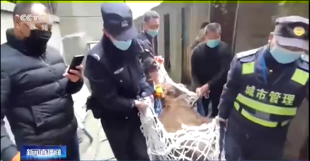 国家一级保护动物黑鹳受伤 四川彭州警民携手救助休闲区蓝鸢梦想 - Www.slyday.coM