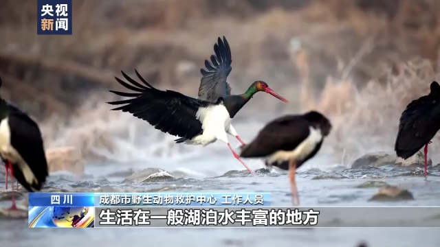 国家一级保护动物黑鹳受伤 四川彭州警民携手救助休闲区蓝鸢梦想 - Www.slyday.coM