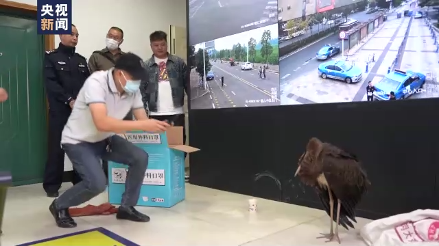 国家一级保护动物黑鹳受伤 四川彭州警民携手救助休闲区蓝鸢梦想 - Www.slyday.coM