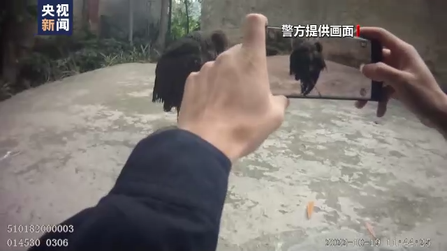 国家一级保护动物黑鹳受伤 四川彭州警民携手救助休闲区蓝鸢梦想 - Www.slyday.coM