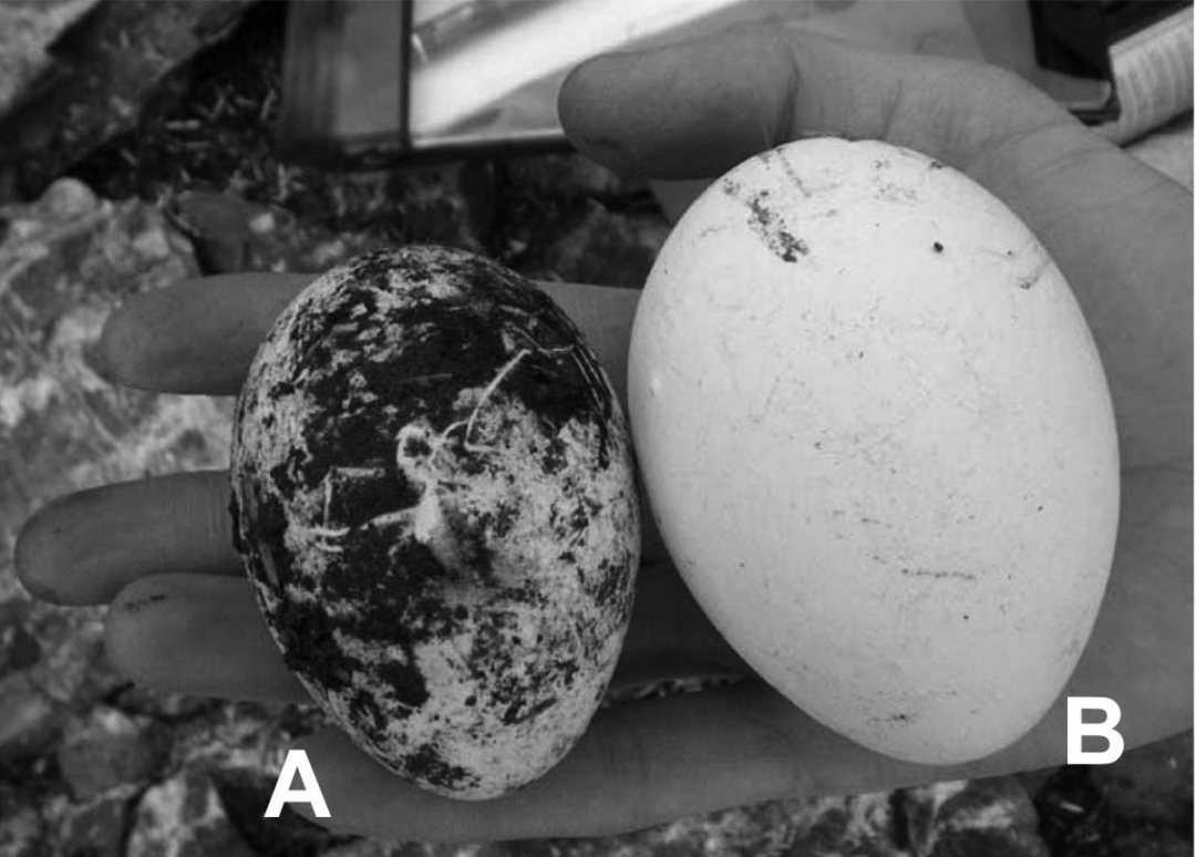 斯岛黄眉企鹅的两个蛋,b蛋比a蛋大,图片来源:参考文献[2]