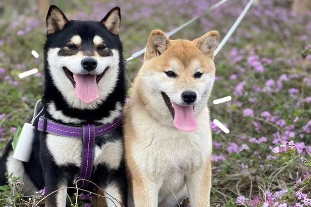 晚安十点（2022.10.29）丨为什么有这么多都市人，甘愿成为“铲屎官”？休闲区蓝鸢梦想 - Www.slyday.coM