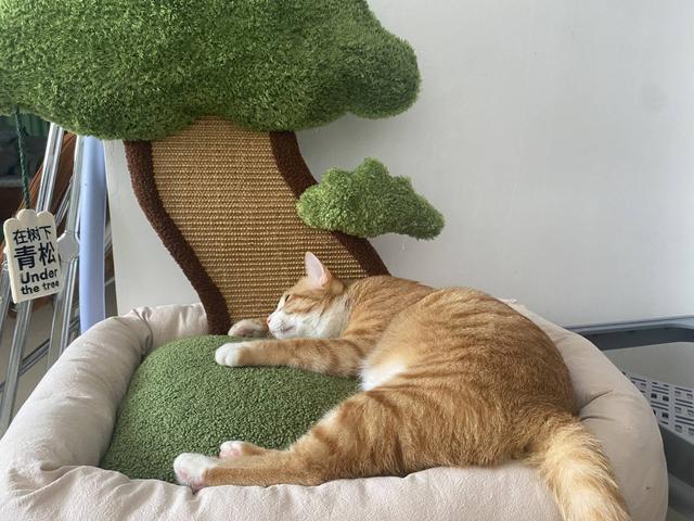 晚安十点（2022.10.29）丨为什么有这么多都市人，甘愿成为“铲屎官”？休闲区蓝鸢梦想 - Www.slyday.coM