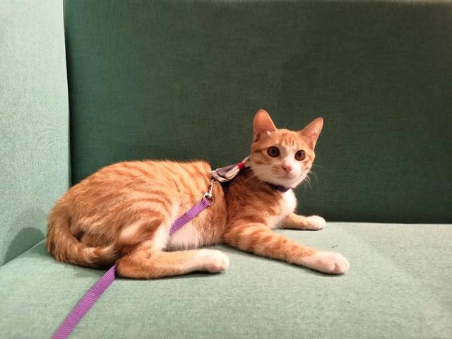 晚安十点（2022.10.29）丨为什么有这么多都市人，甘愿成为“铲屎官”？休闲区蓝鸢梦想 - Www.slyday.coM