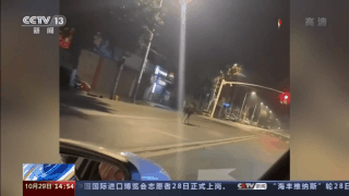 国家一级保护动物黑鹳受伤 四川彭州警民携手救助休闲区蓝鸢梦想 - Www.slyday.coM